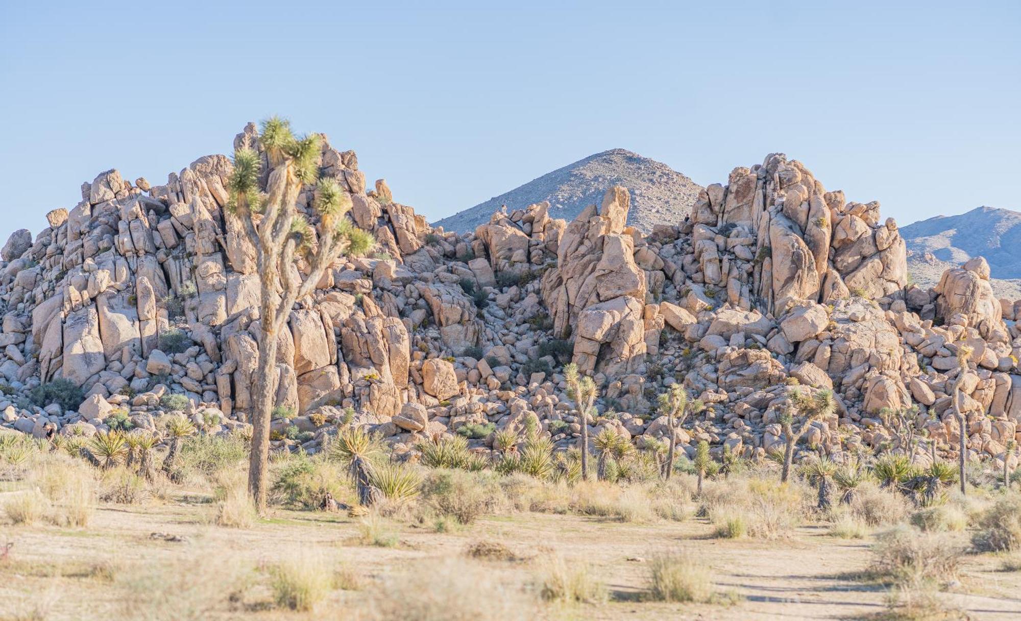 New Property! The Cactus Villas At Joshua Tree National Park - Pool, Hot Tub, Outdoor Shower, Fire Pit Twentynine Palms Dış mekan fotoğraf